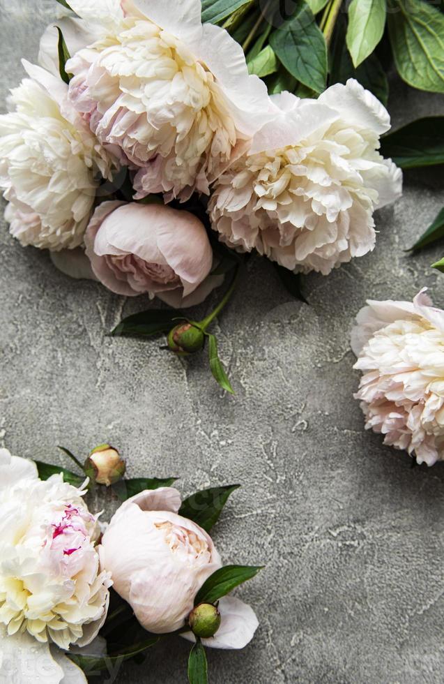 Fleurs de pivoine rose sur fond de béton gris photo