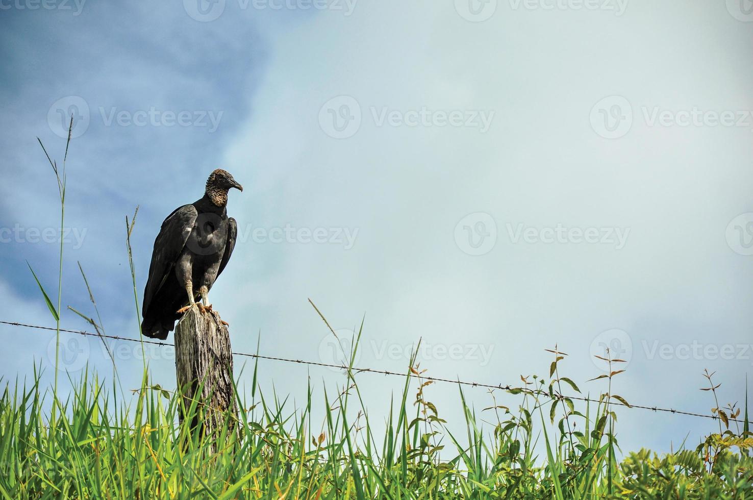 Avis de vautour en alerte sur une clôture de tronc près de la ville de joanopolis. dans la campagne de l'état de sao paulo, une région riche en produits agricoles et d'élevage, sud-ouest du brésil photo