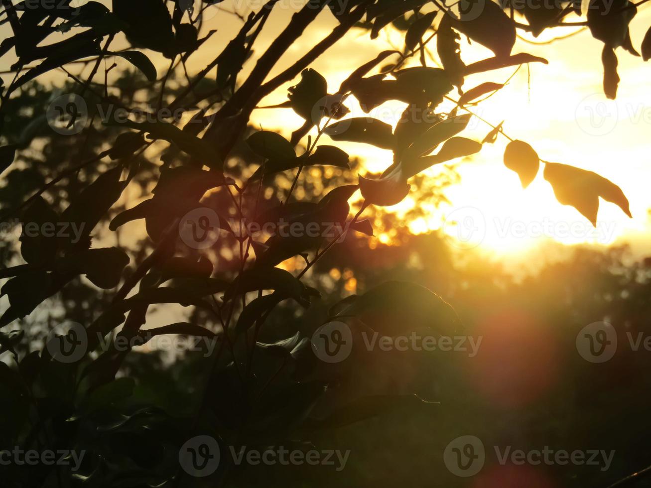 belle photo de coucher de soleil parmi les arbres