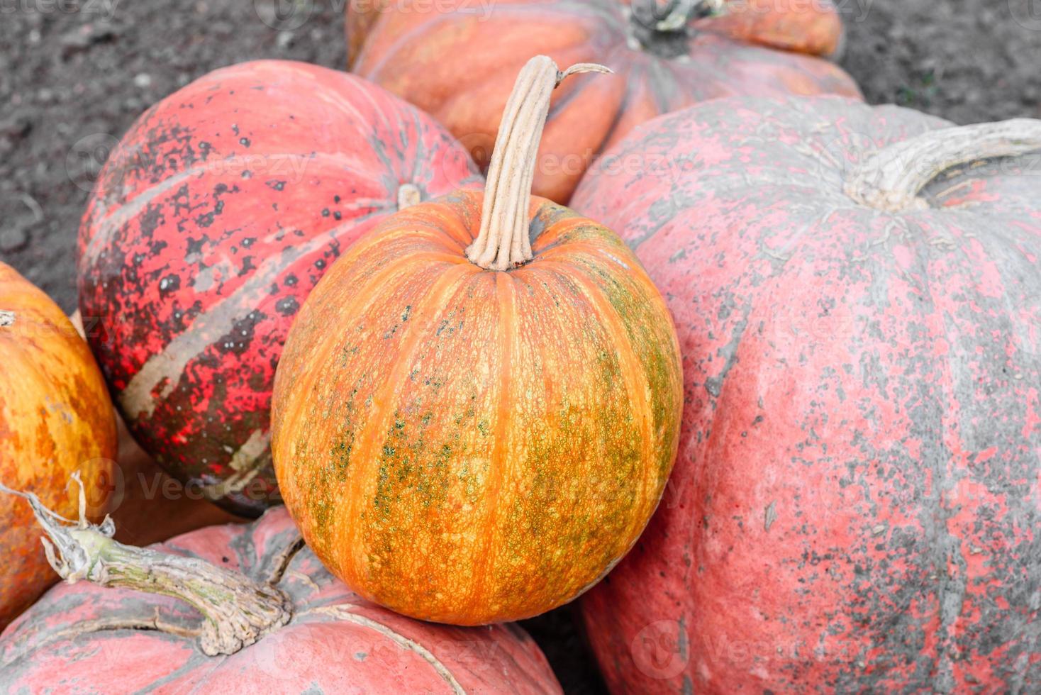 beaucoup de citrouilles grandes et petites, jaunes et oranges dans le jardin photo