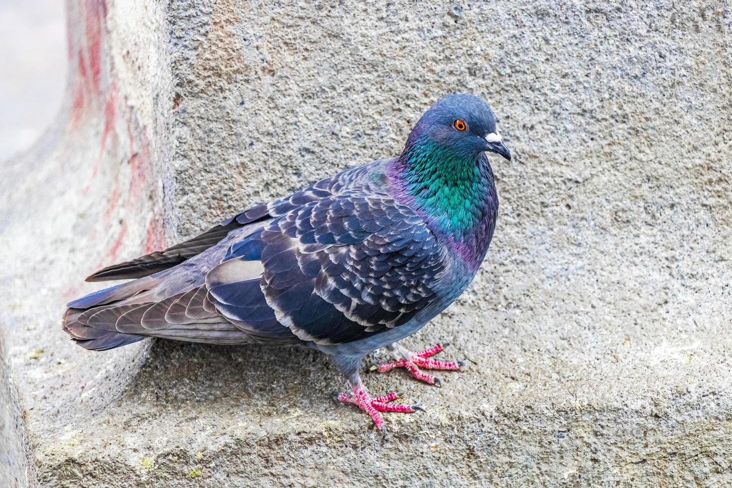 oiseau pigeon se trouve sur le bâtiment de la ville san jose costa rica. photo
