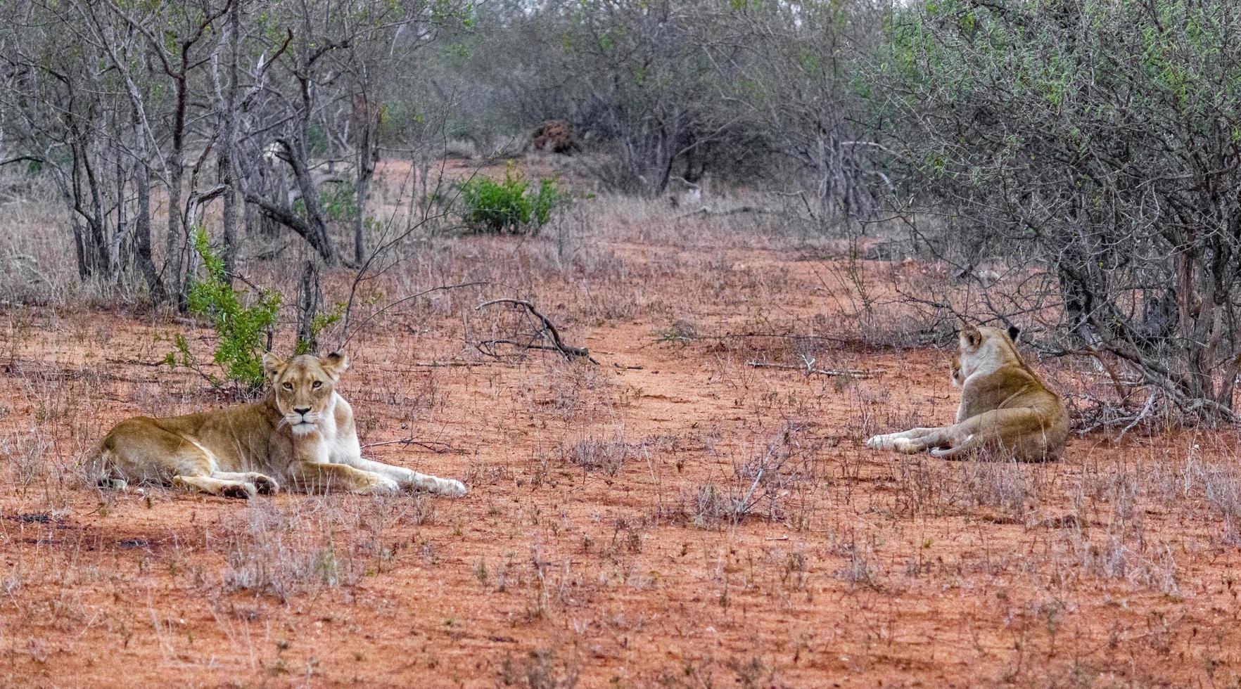 lions au safari dans le parc national de mpumalanga kruger en afrique du sud. photo