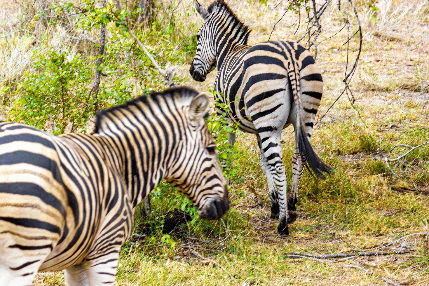 groupe de zèbres ou safari dans le parc national kruger en afrique du sud. photo