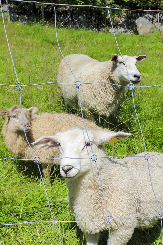 moutons derrière une clôture dans un pré, hemsedal, viken, norvège. photo