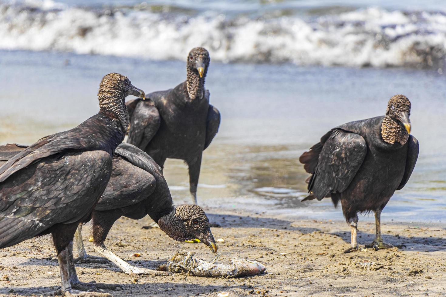 les vautours noirs tropicaux mangent des carcasses de poisson rio de janeiro au brésil. photo