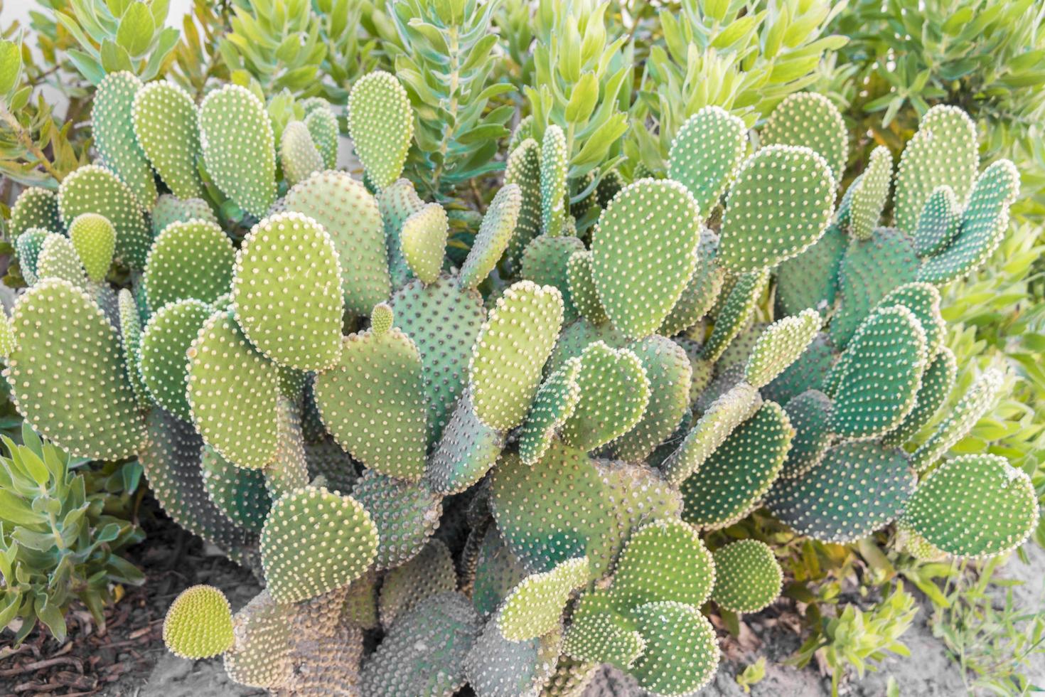 cactus dans les jardins sud-africains. photo