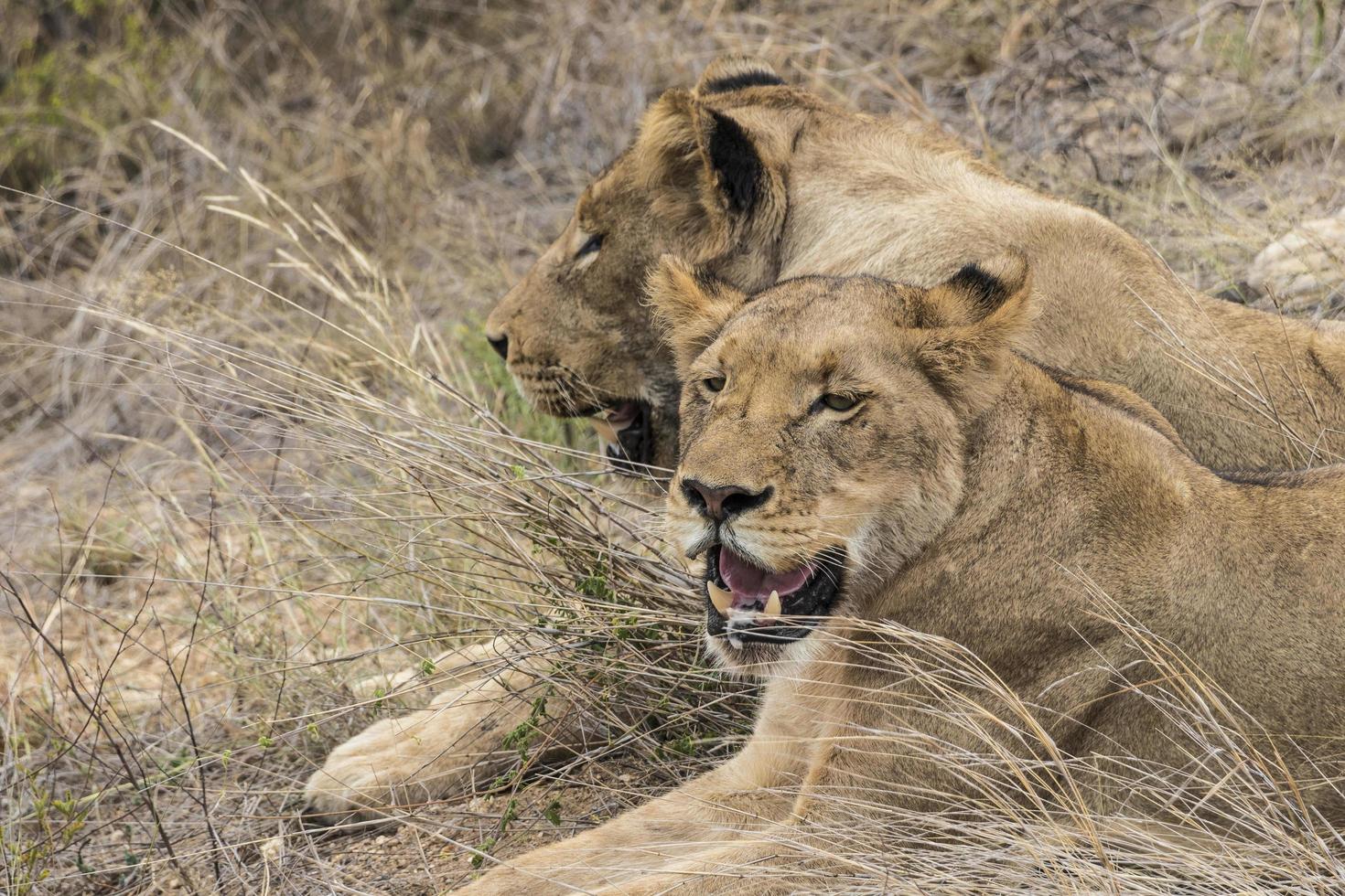 lions dans le parc national kruger en afrique du sud. safari à mpumalanga. photo