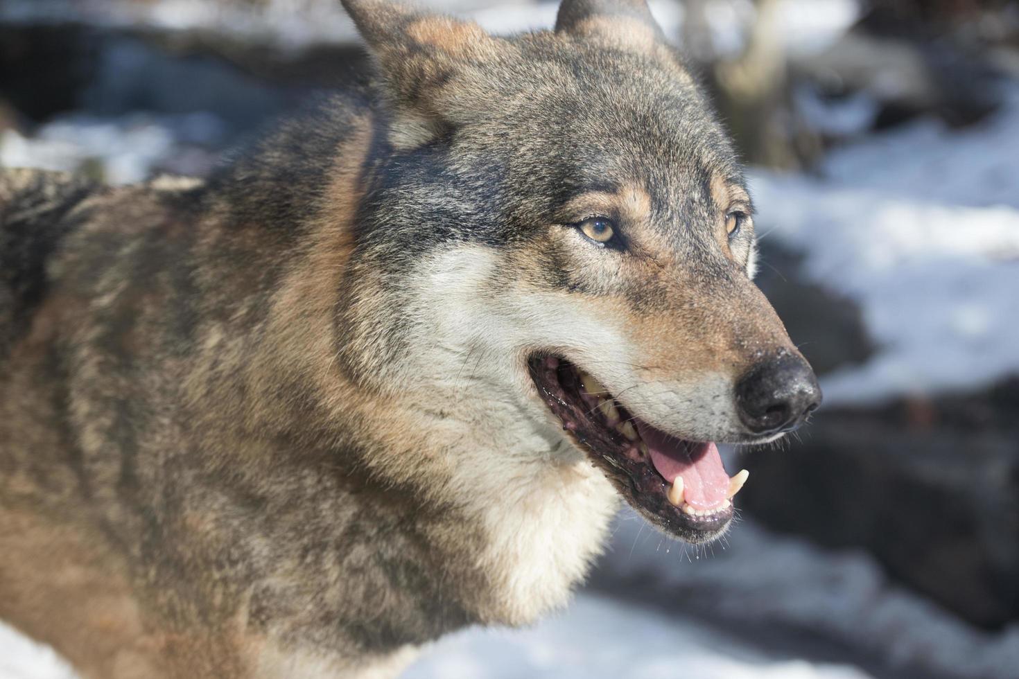 portrait en gros plan d'un loup photo