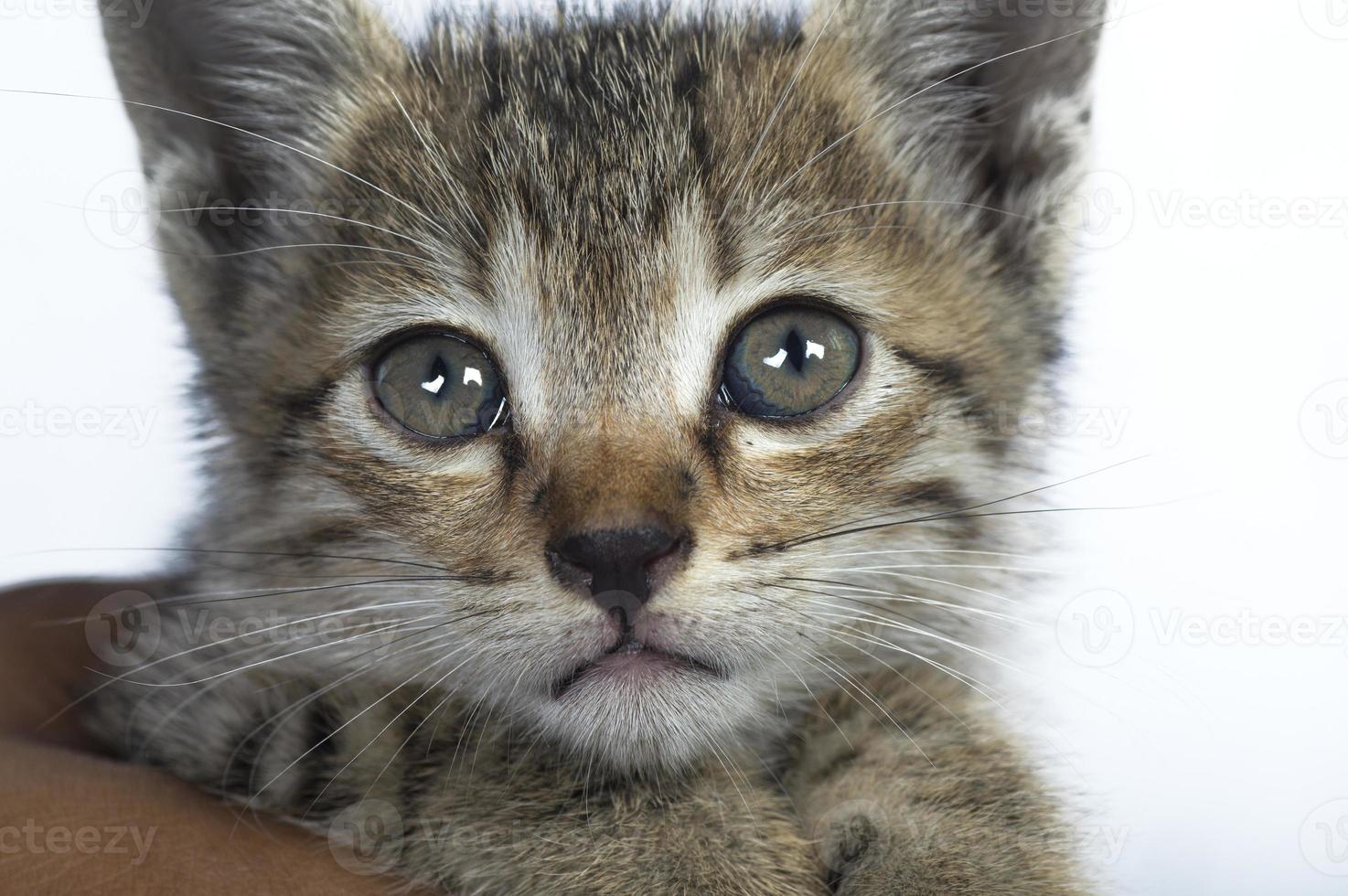 petit chaton entre des mains humaines photo