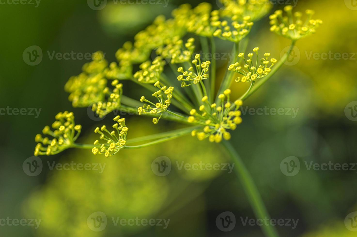 fleur d'aneth vert Anethum graveolens pousse dans le domaine agricole. photo