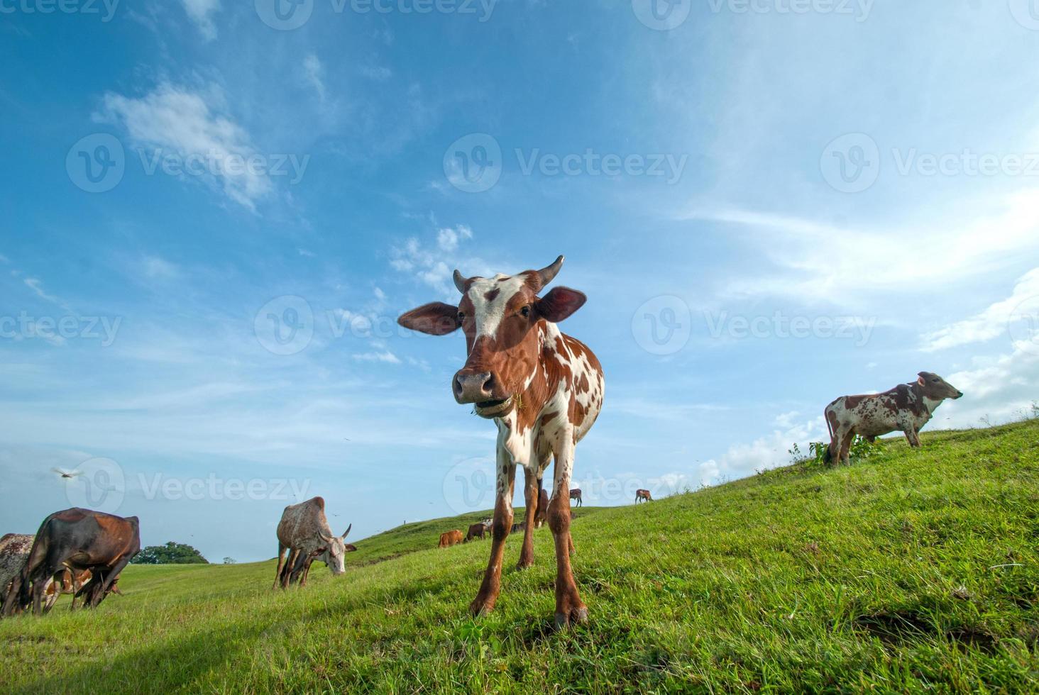 vaches paissant sur le terrain d'herbe luxuriante photo