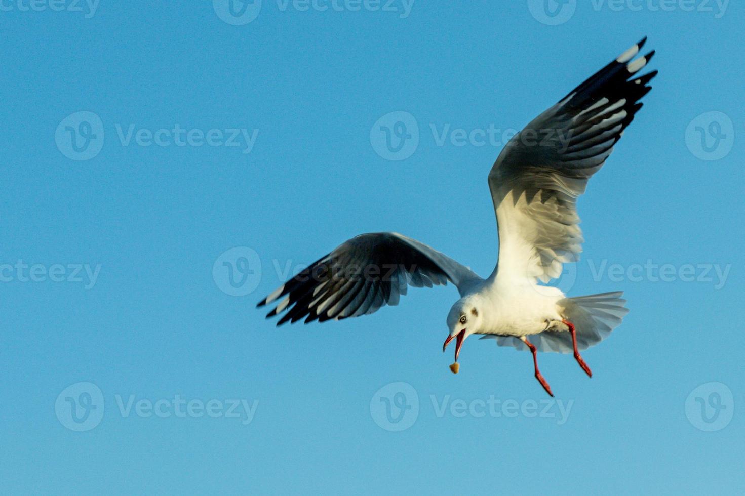 se concentrer sur le déplacement de la mouette. la mouette évacue le froid de l'hémisphère nord vers bangpu, samutprakarn, thaïlande pendant l'hiver de novembre à mars. photo