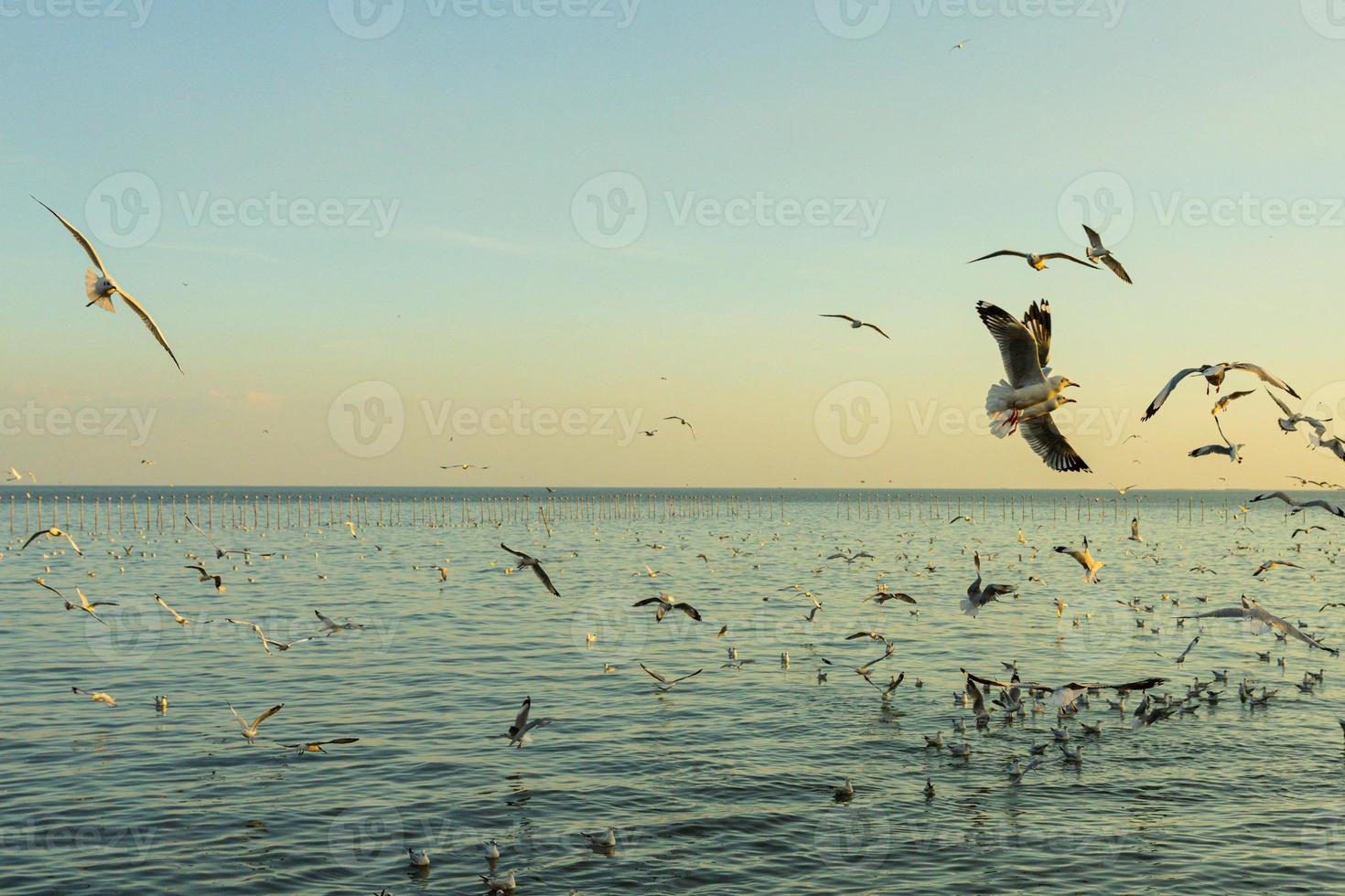 la mouette évacue le froid de l'hémisphère nord vers bangpu, samutprakarn, thaïlande pendant l'hiver de novembre à mars. la mer et le ciel avec de nombreuses mouettes étaient de très belle époque. photo