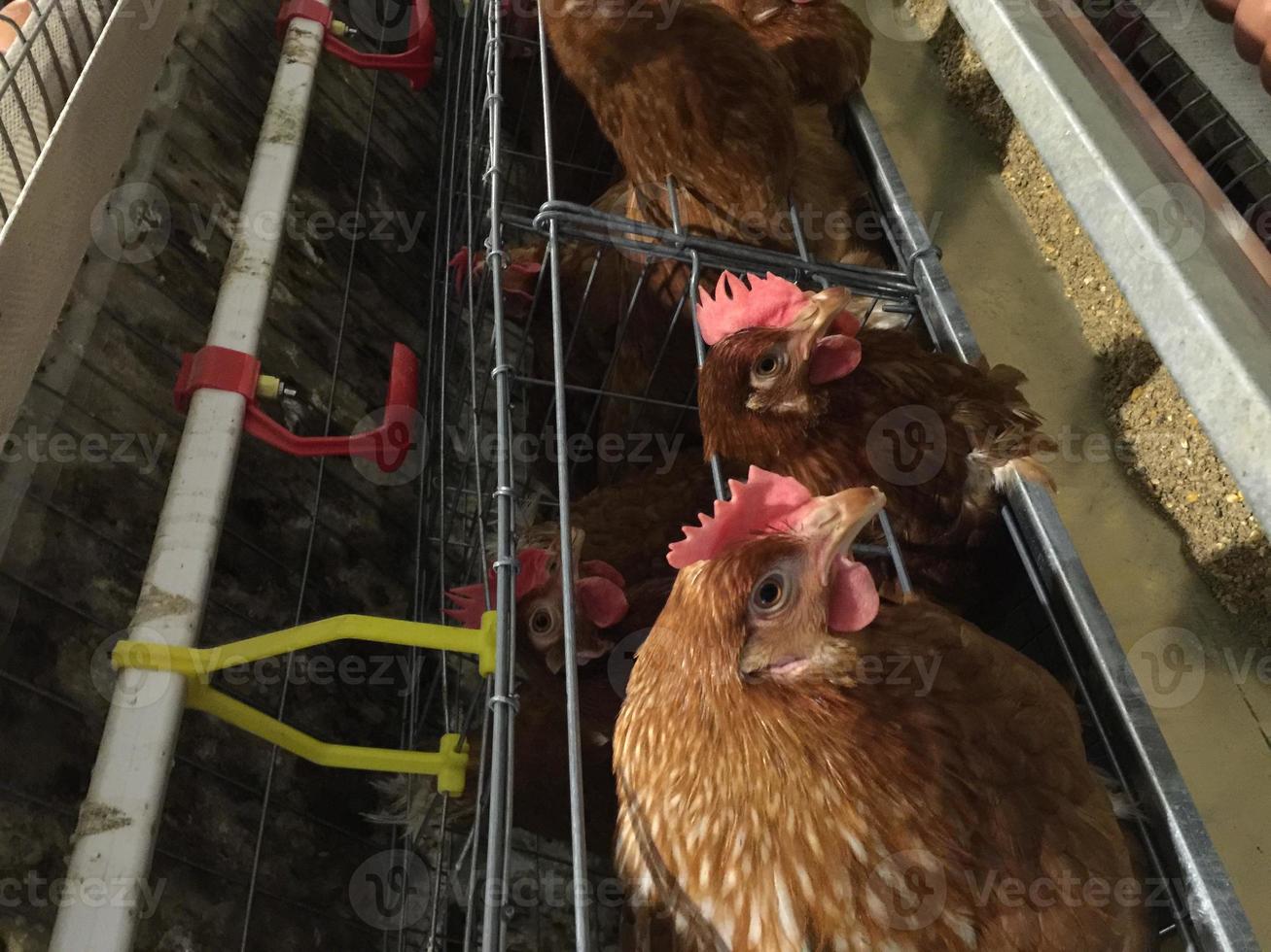 cage de batterie de poules pondeuses avec ligne de production à plusieurs niveaux chaîne de production de convoyeurs d'œufs de poule d'une ferme avicole, logement de ferme pondeuse, usine d'équipement technologique agricole photo