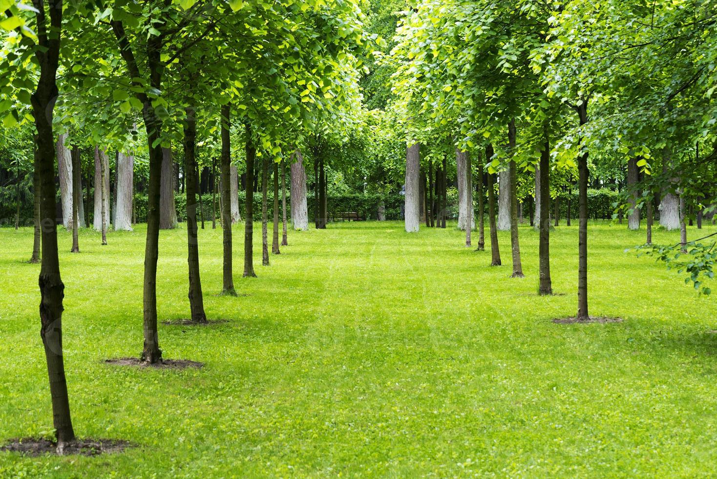 arbres dans un pré avec pelouse. photo