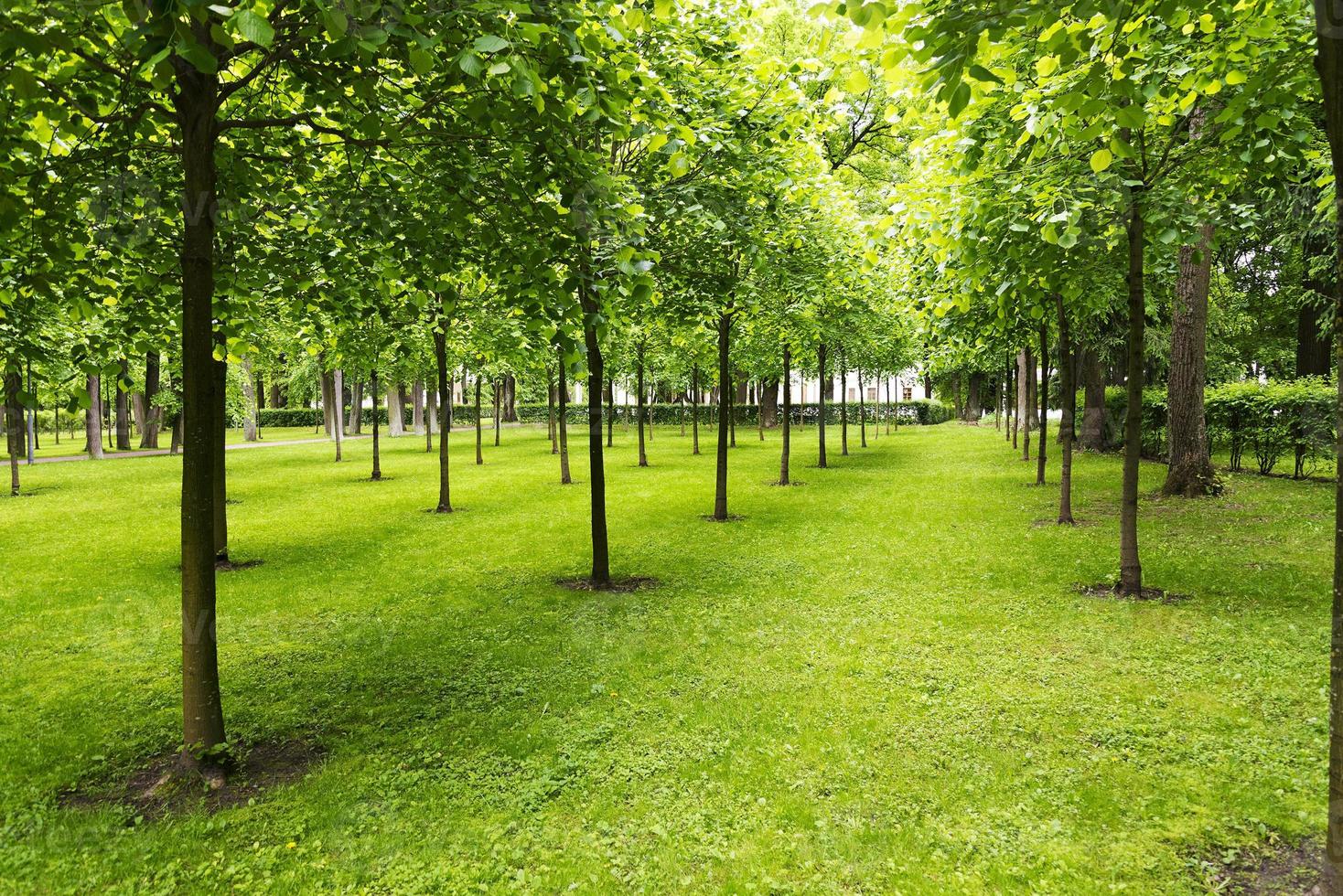 arbres dans un pré avec pelouse. photo