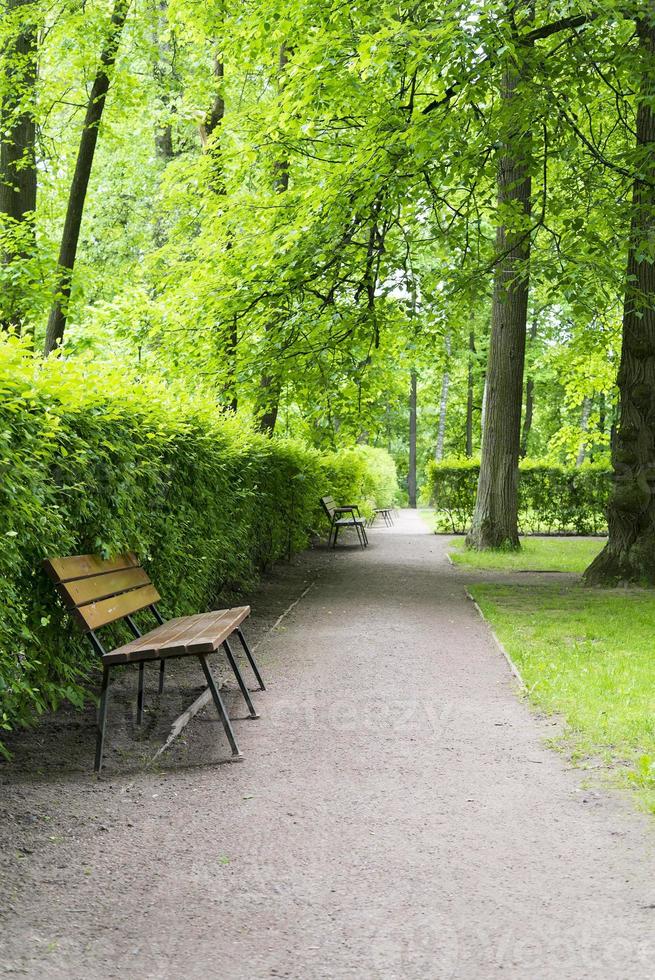 banc en bois dans le parc près des buissons et des arbres photo