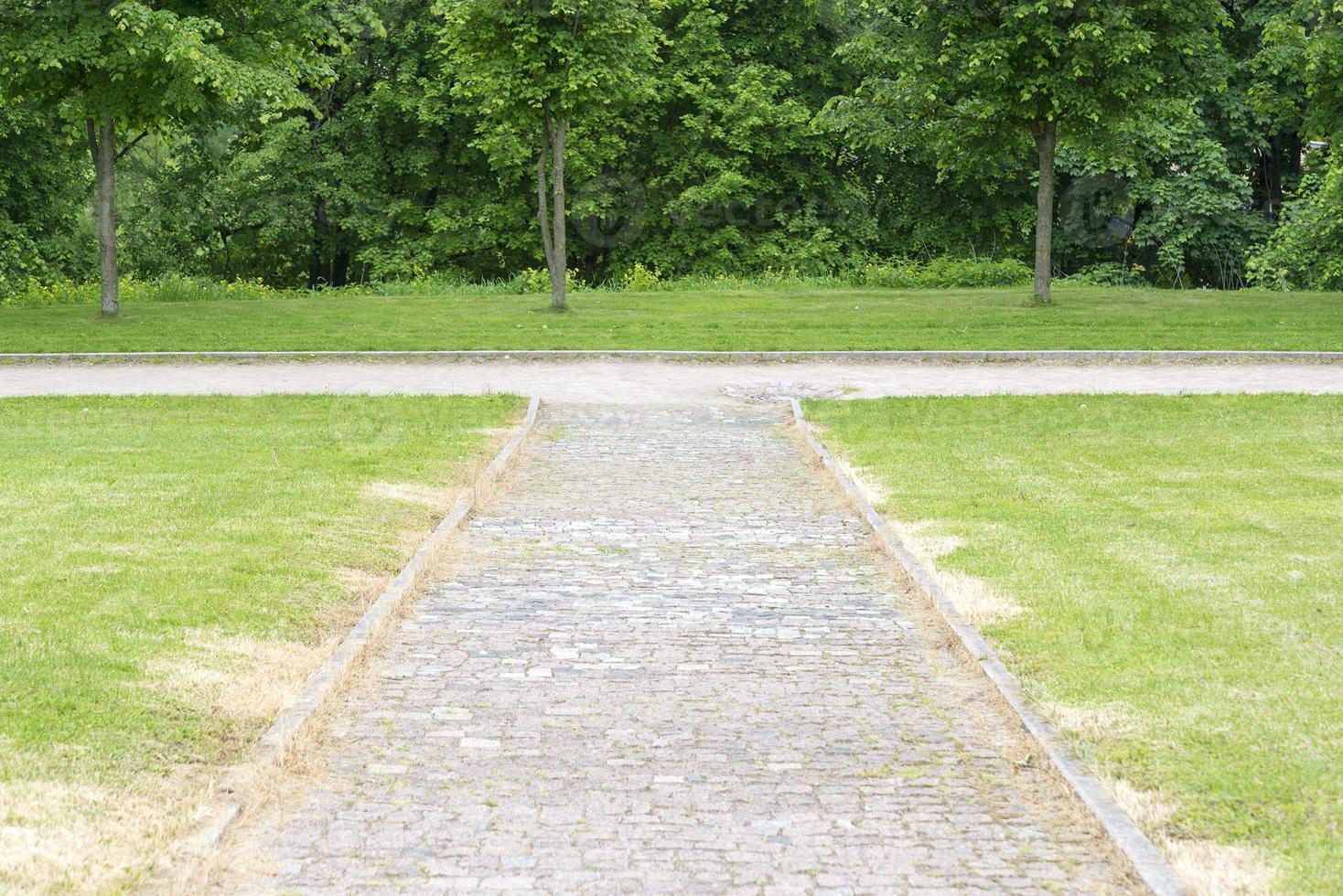 les arbres le long de l'allée et de la pelouse. photo