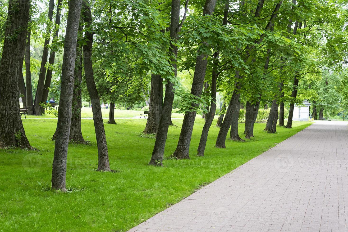 les arbres le long de l'allée et de la pelouse. photo