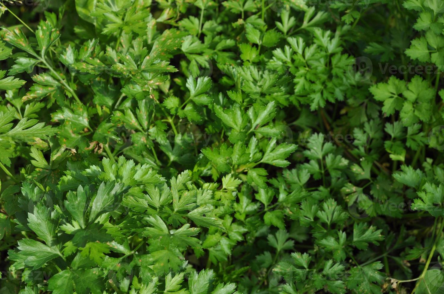 fond d'herbes de persil photo