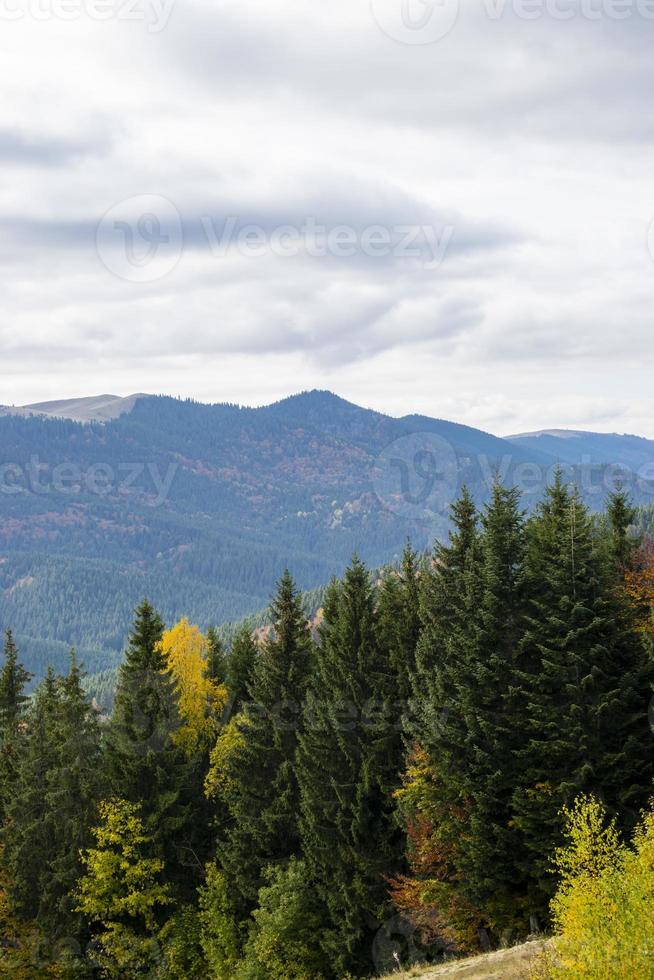 paysage de montagne avec forêt de sapins photo