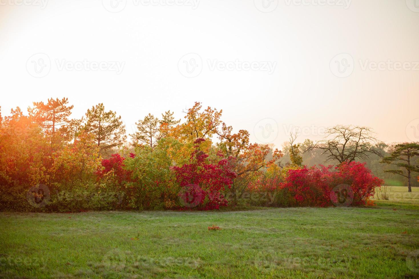 beau paysage d'automne avec des arbres jaunes et du soleil photo