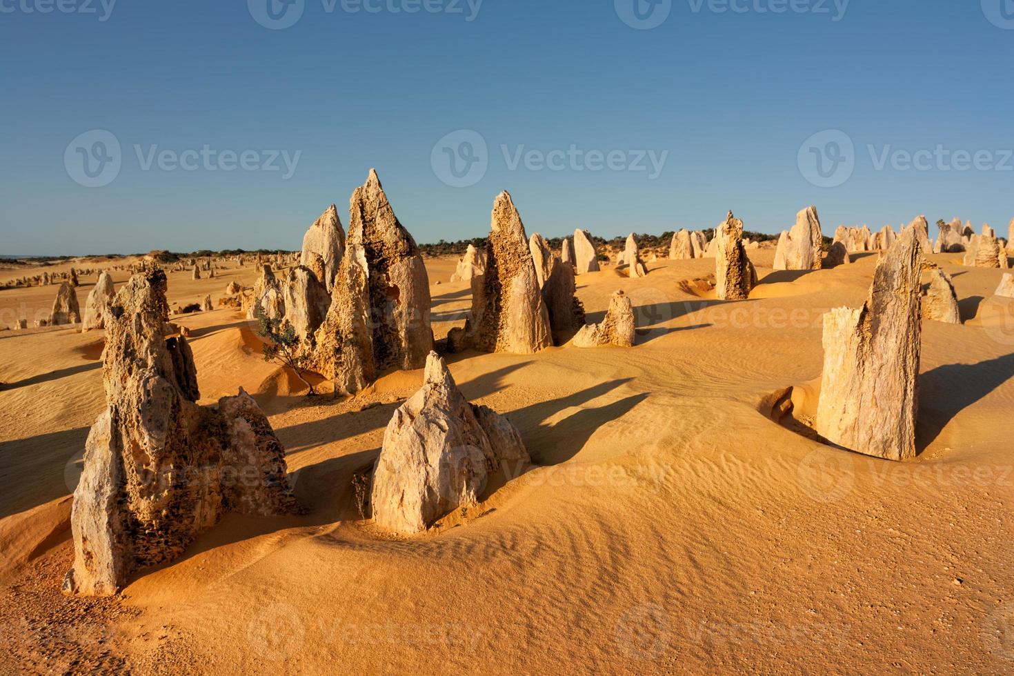 les pinacles du parc national de nambung sont d'étonnantes structures calcaires naturelles, certaines atteignant cinq mètres de haut. Australie occidentale. photo