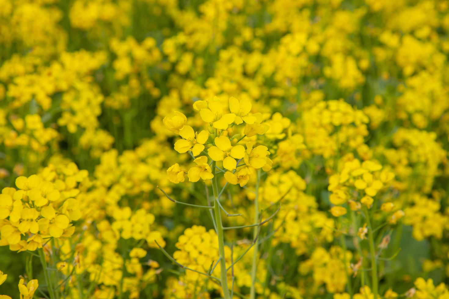 fleurissent les fleurs de moutarde de beaux paysages sur le terrain. photo