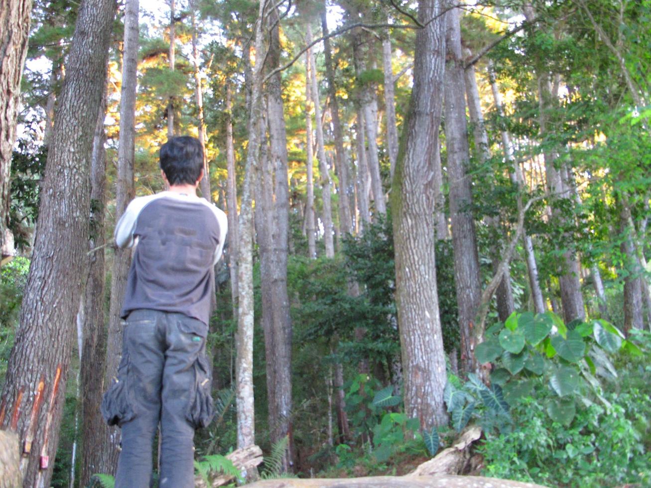 vue arrière d'un homme profitant de la beauté d'une forêt de pins photo