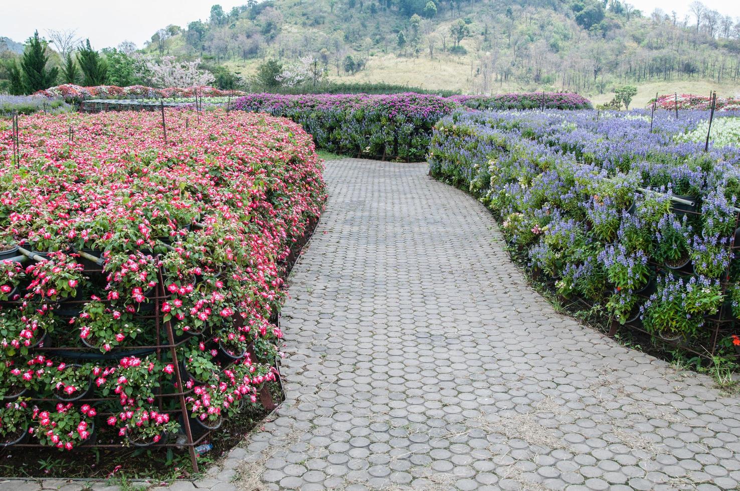 jardin fleuri avec fond coloré. photo