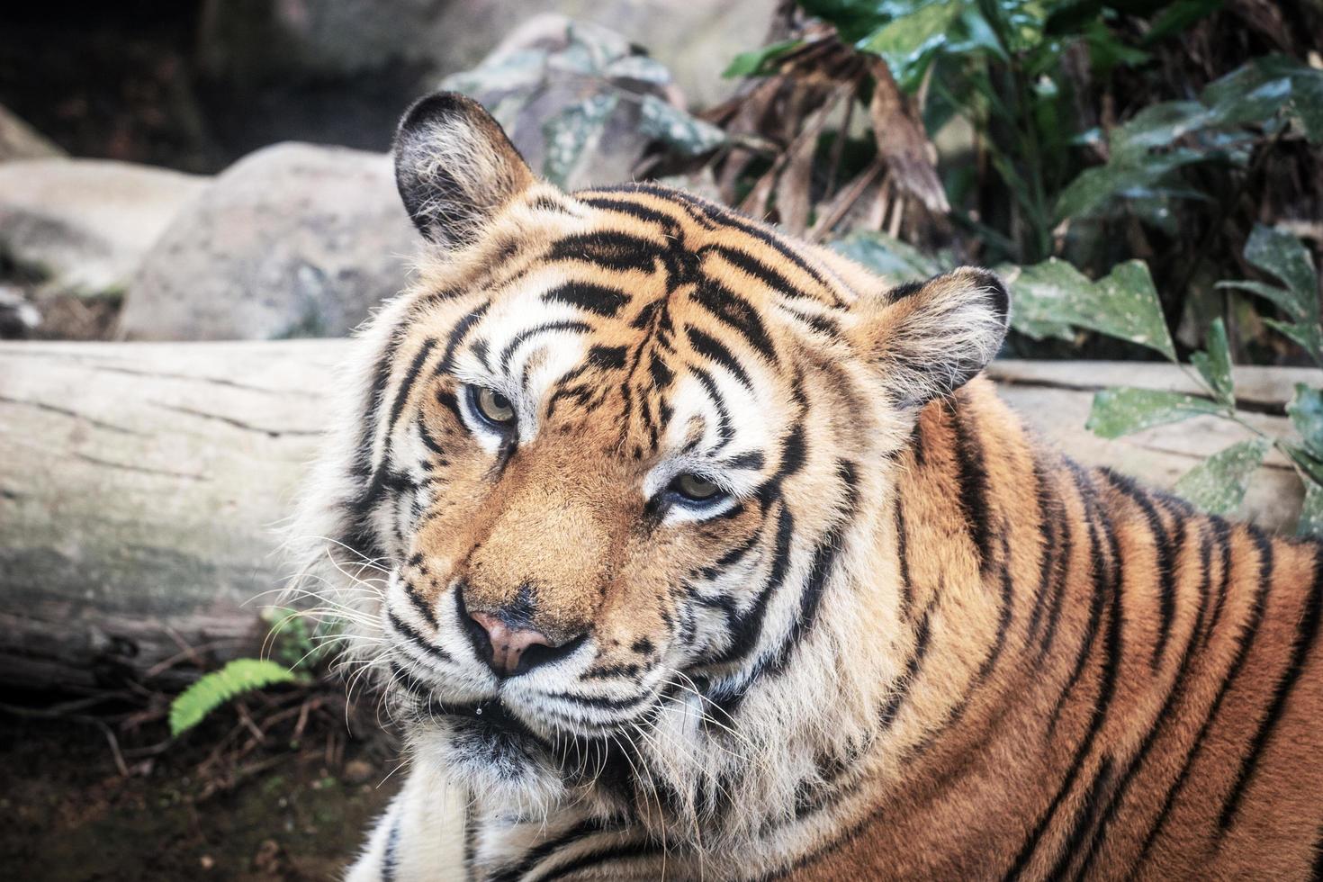 tigre féroce au sol fond noir une belle lumière photo