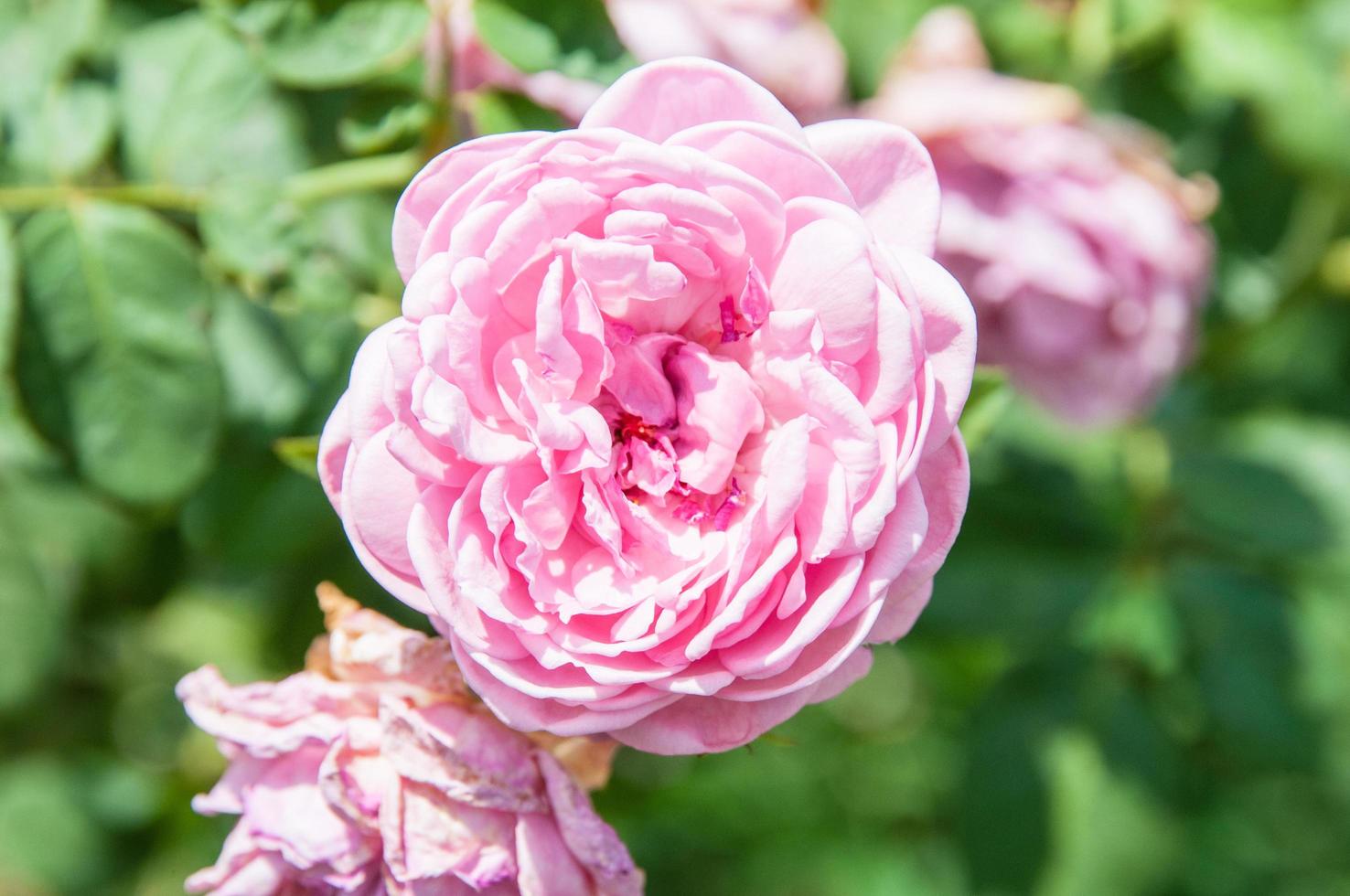 fond de fleur naturelle. vue imprenable sur la nature des fleurs qui fleurissent dans le jardin sous la lumière du soleil au milieu de la journée d'été. photo