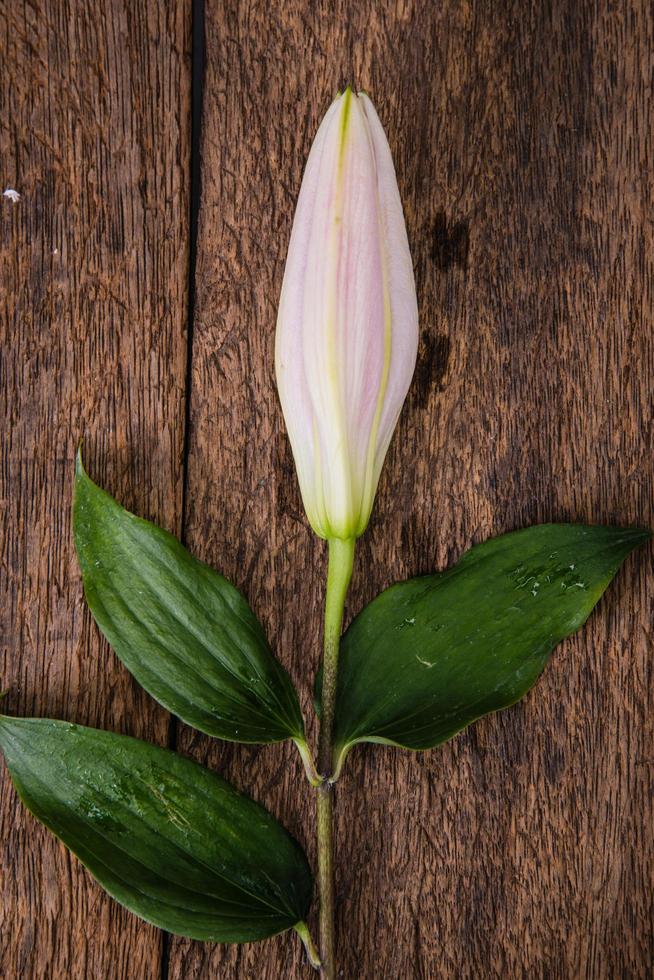 fleur de lys blancs sur un vieux fond de bois photo