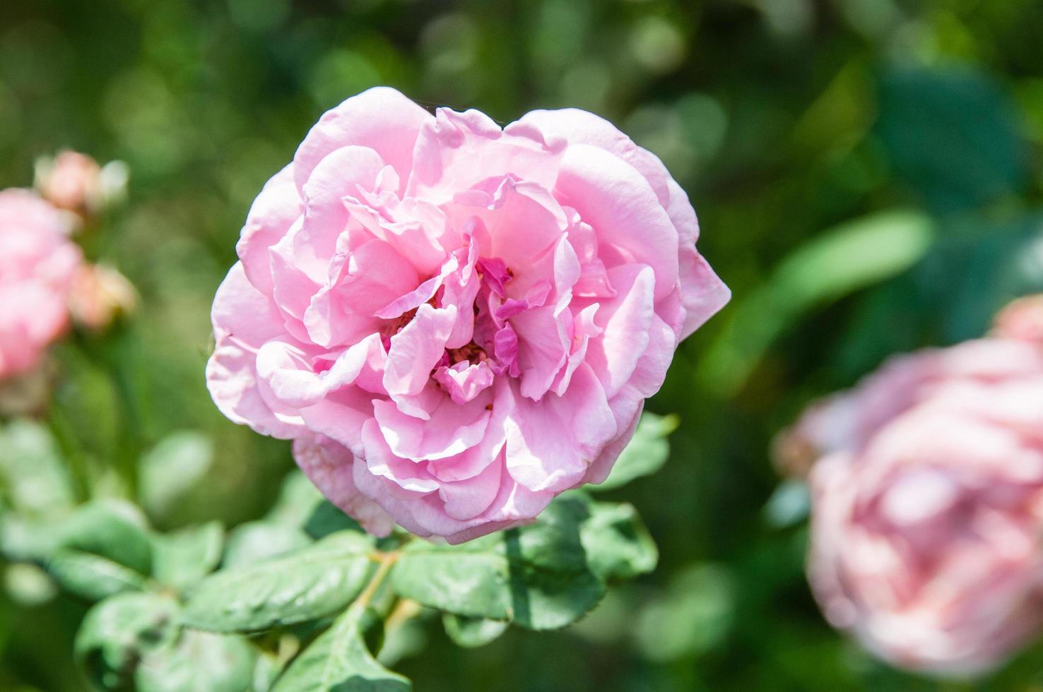 fond de fleur naturelle. vue imprenable sur la nature des fleurs qui fleurissent dans le jardin sous la lumière du soleil au milieu de la journée d'été. photo