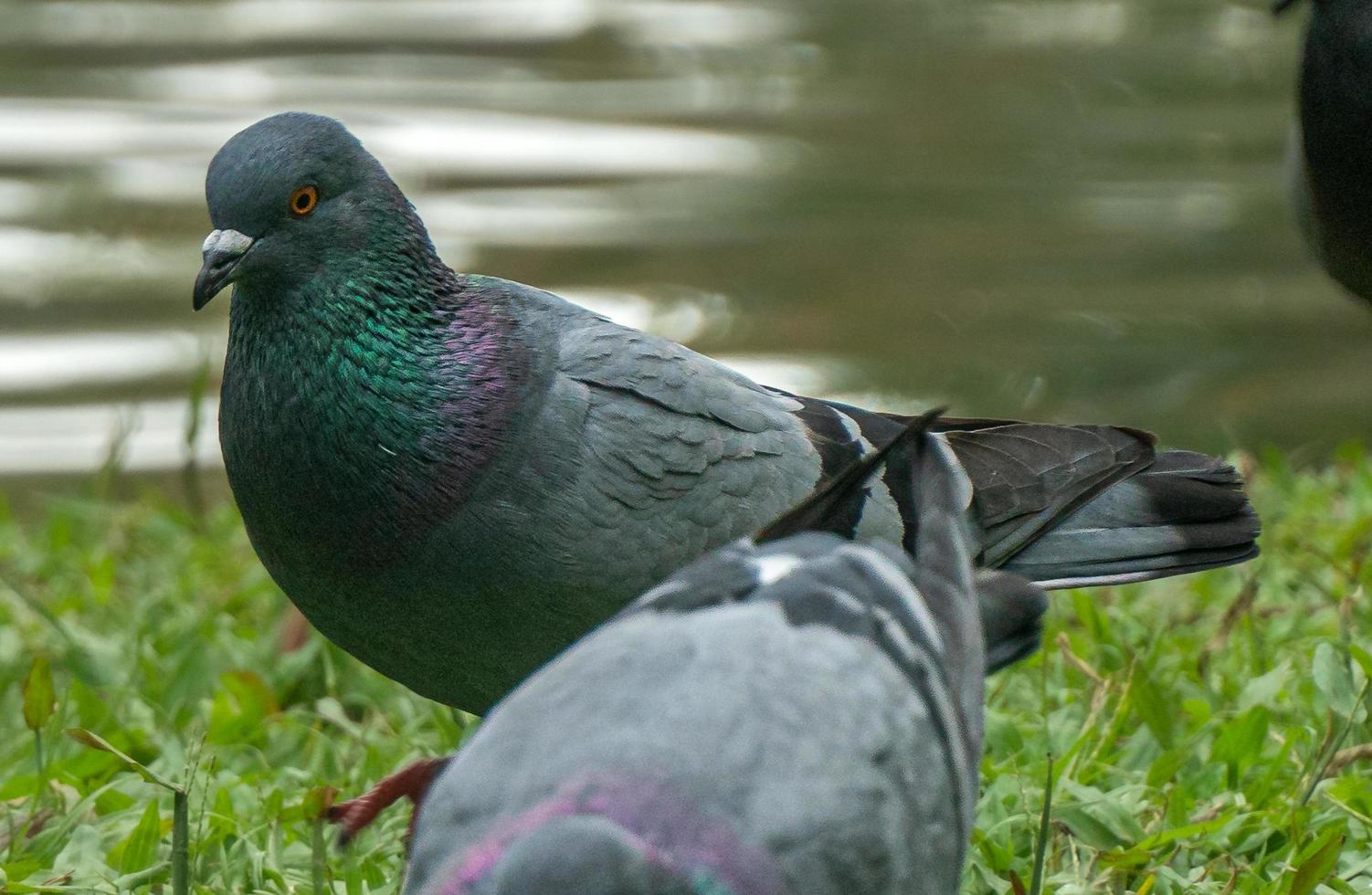 Pigeons colorés jouant dans l'herbe en Thaïlande photo