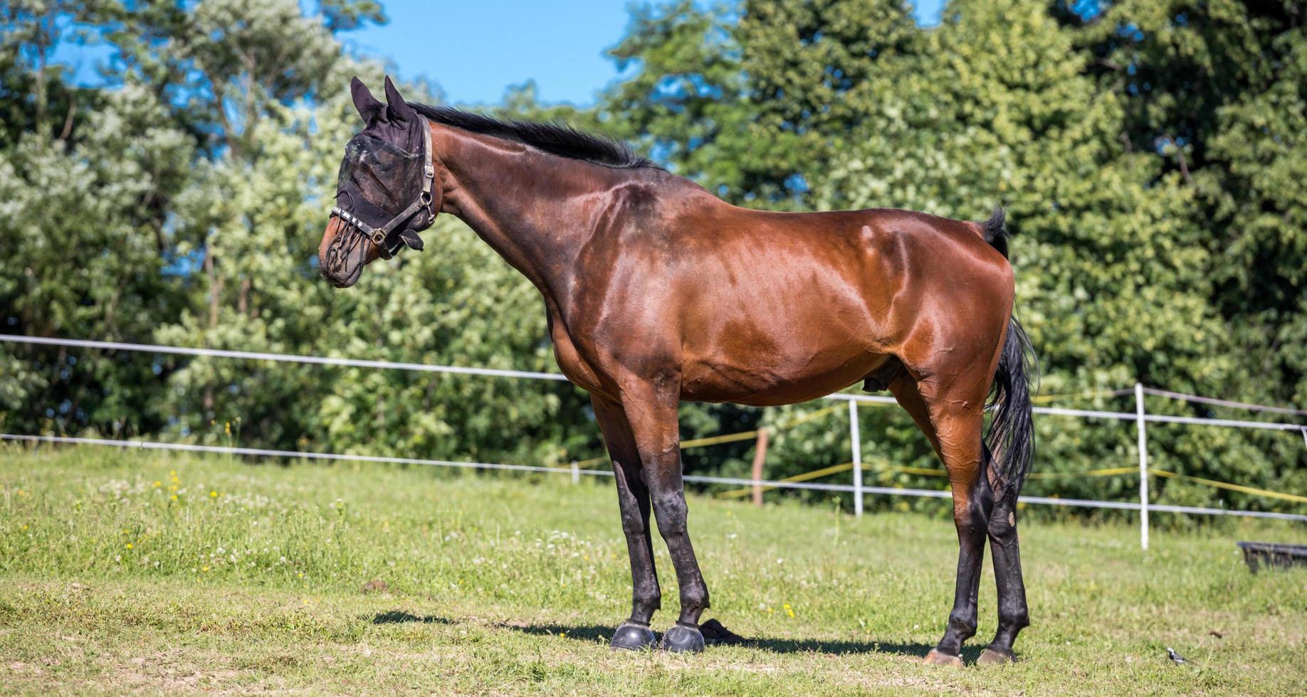 un grand cheval brun les yeux bandés sur un ranch photo