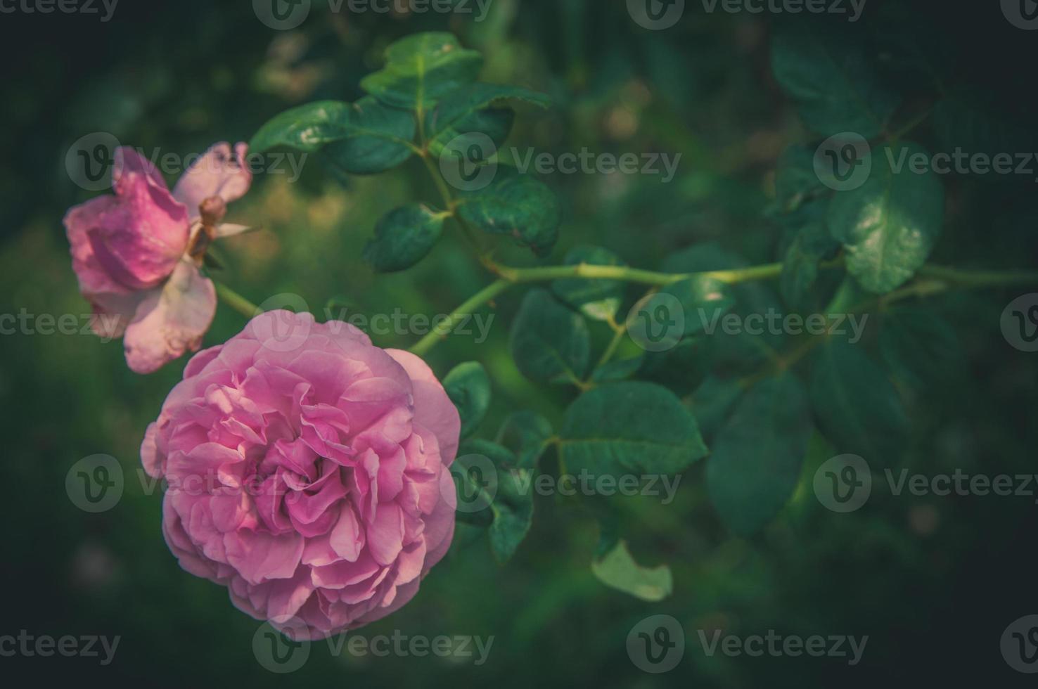 fleurs roses dans la conception de tons foncés naturels. l'image est l'art photo