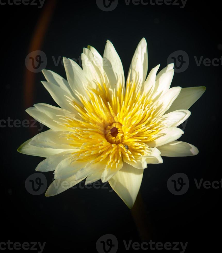 fleur de lotus dans l'eau chaude photo