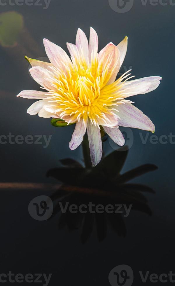 fleur de lotus dans l'eau chaude photo