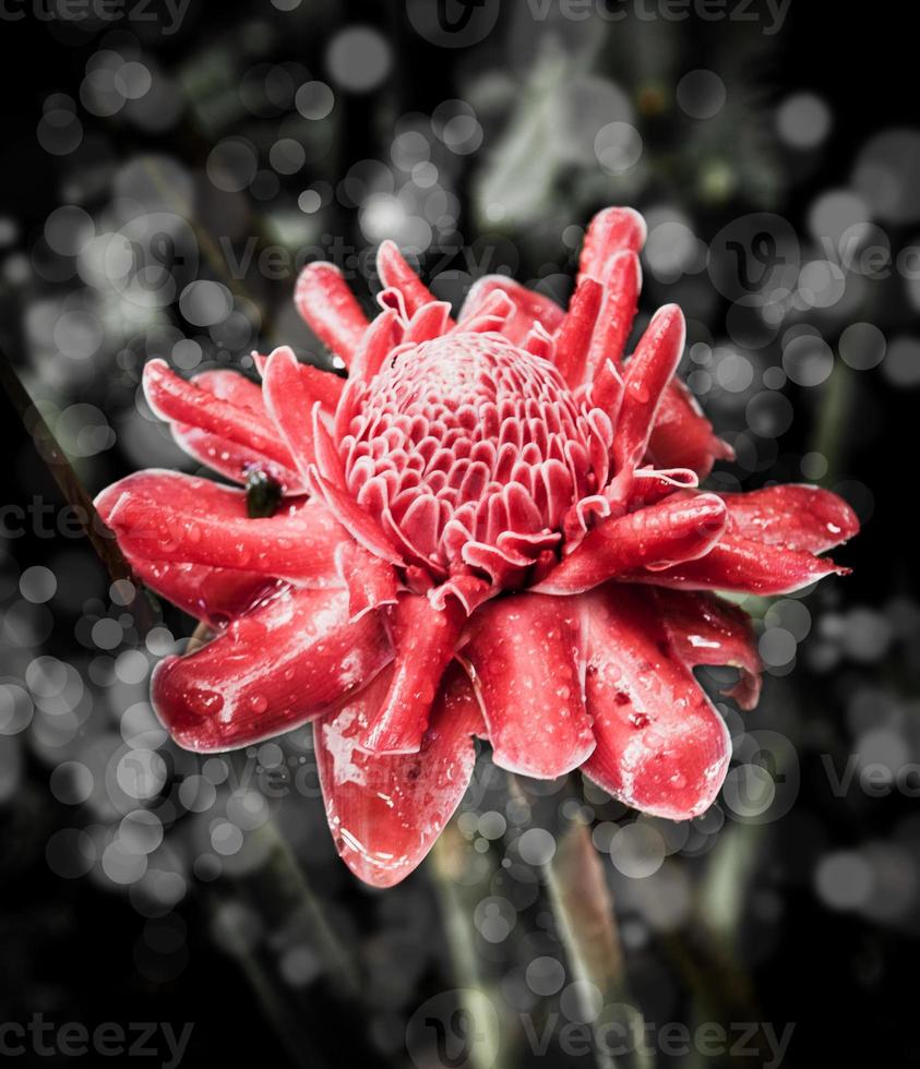 fleurs dans la conception de tons sombres naturels. photo