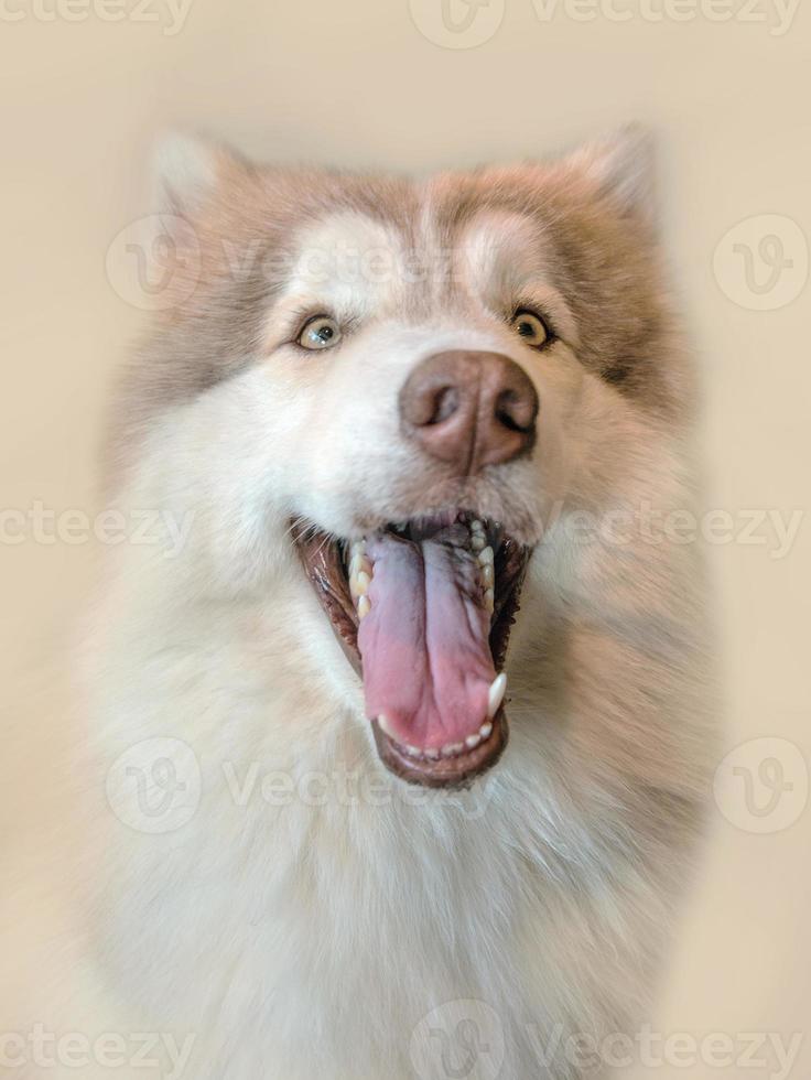 gros plan portrait sur beau chien photo