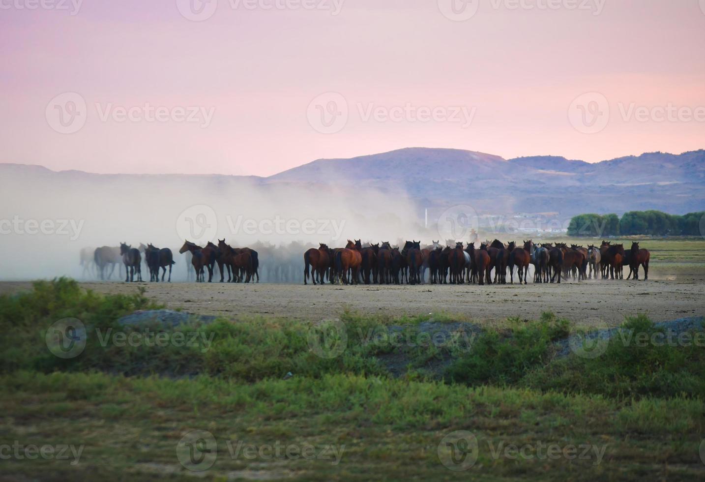 chevaux sauvages yilki se tiennent dans un champ de prairie poussiéreux libre à l'extérieur dans la nature, keyseri, turquie photo