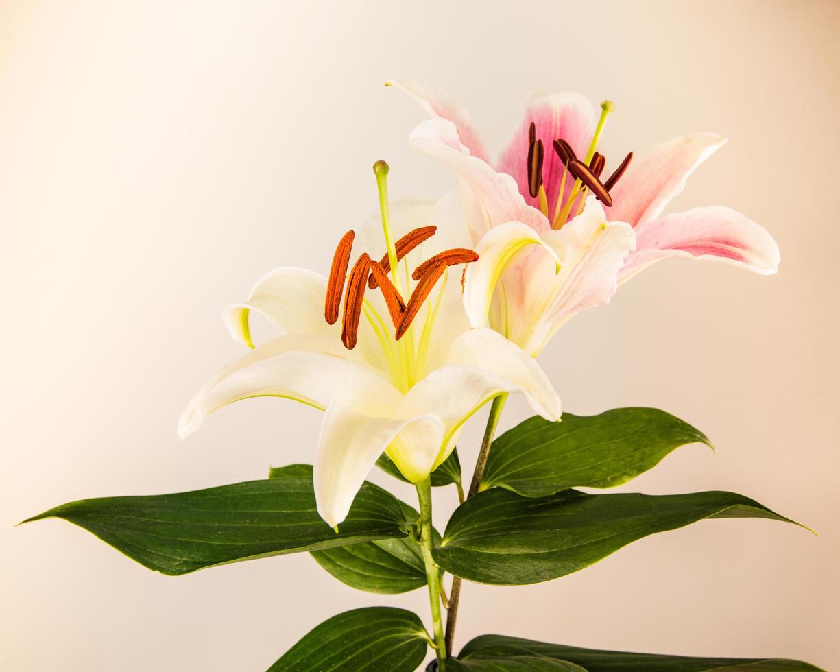 fleur de lys sur fond blanc avec espace de copie pour votre message photo