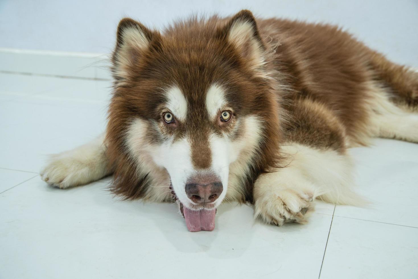 Gros plan de mise au point peu profonde d'un chien photo