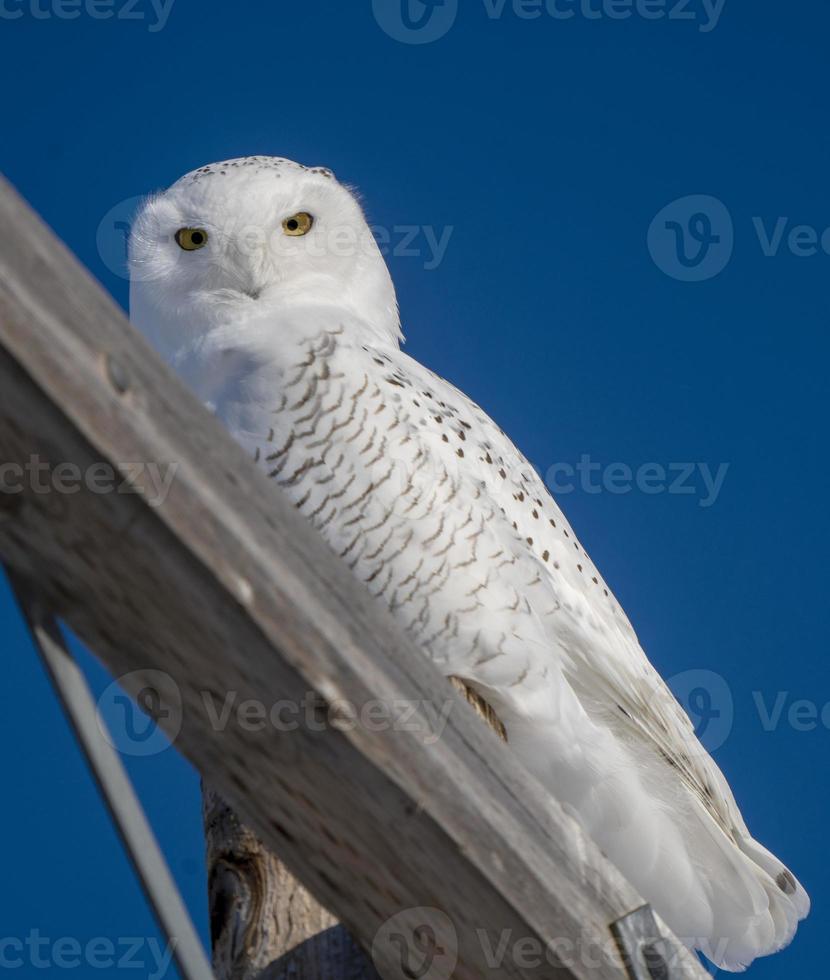 harfang des neiges photo