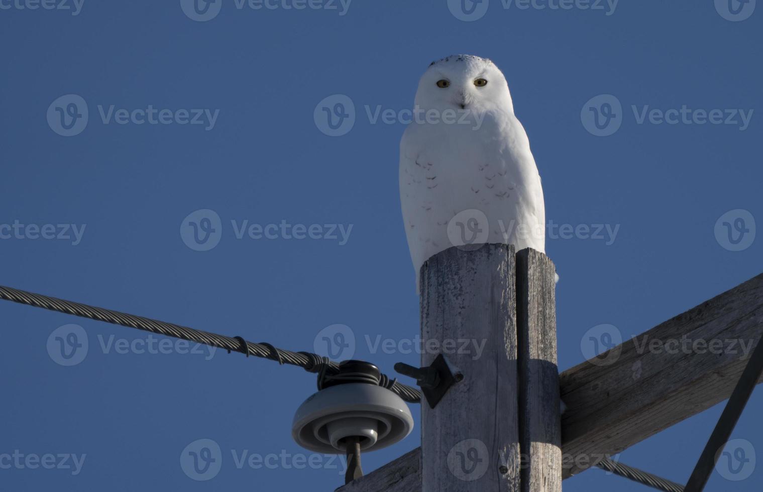 harfang des neiges photo