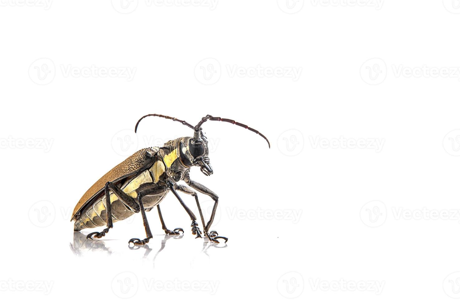 foreur des arbres batocera rufomaculata isolé sur fond blanc photo