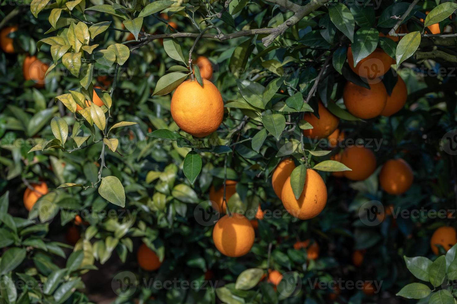 les orangers du verger ont eu une bonne récolte, et les branches et les feuilles vertes étaient couvertes d'oranges dorées photo