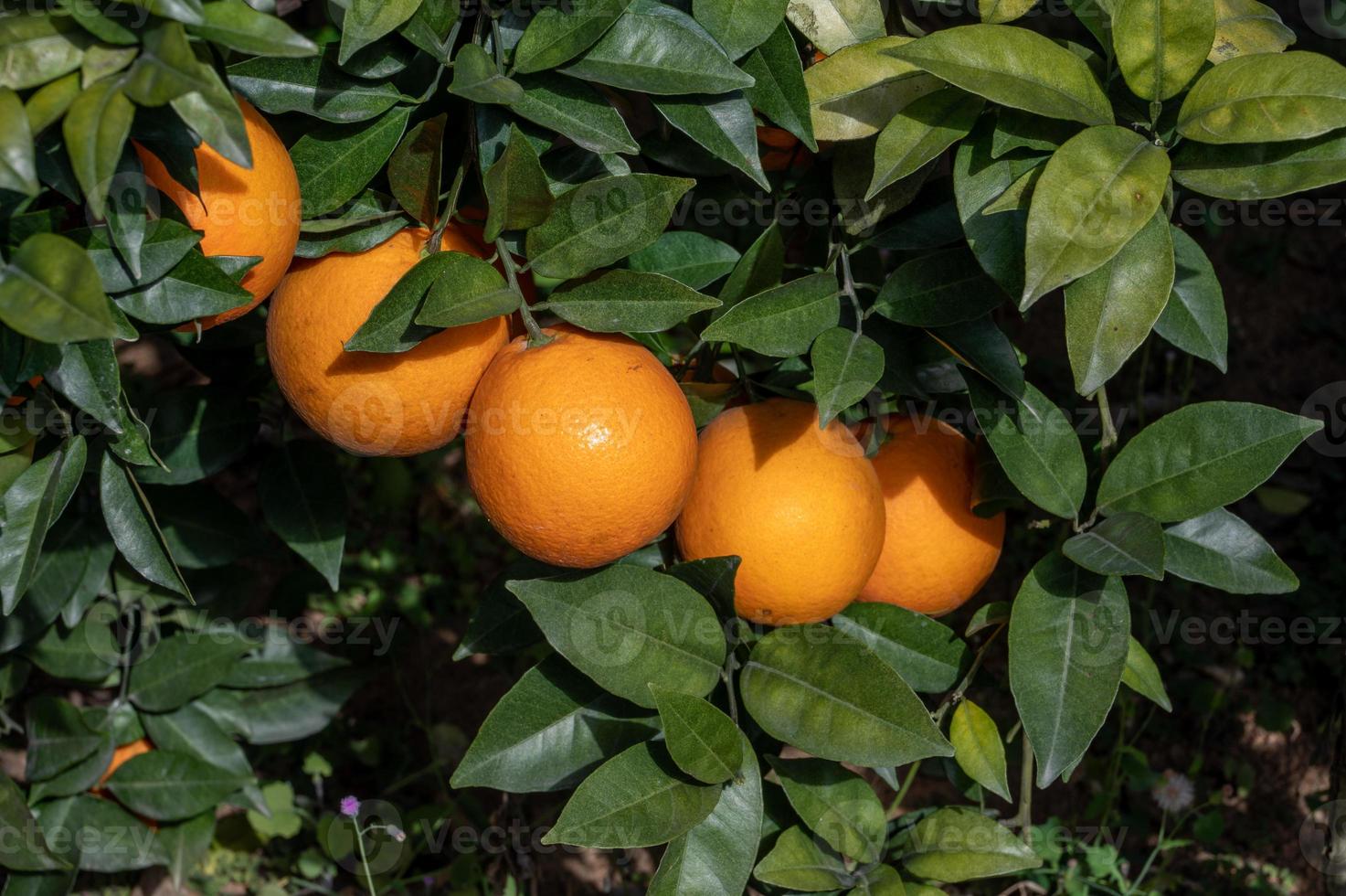 les branches vertes et les feuilles sont couvertes de gros plan d'oranges dorées photo