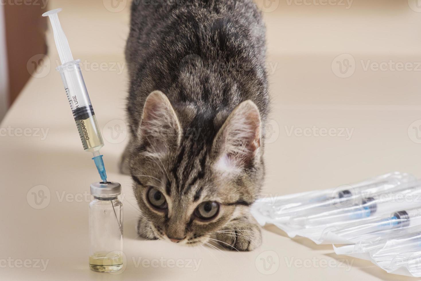 chérie, un chat drôle joue avec une seringue médicale. vaccination des chats. vaccination vétérinaire pour les animaux. photo